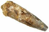 Bargain, Fossil Spinosaurus Tooth - Real Dinosaur Tooth #326266-1